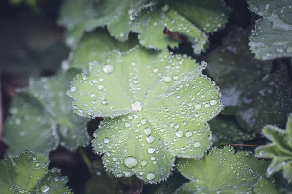 renkli bahar çiçek swirley bokeh