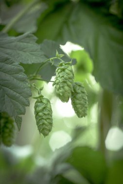 taze biyo hop tarım bira bira