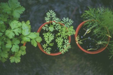 biyo kendi kendine yeterlilik Bahçe otlar