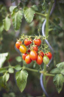 Gıda kendi tedarik eski resitant kırpma