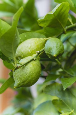 Biyo ekimi yatak ev büyüdü büyüdü