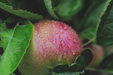 kırpma eski dayanıklı sıralama
