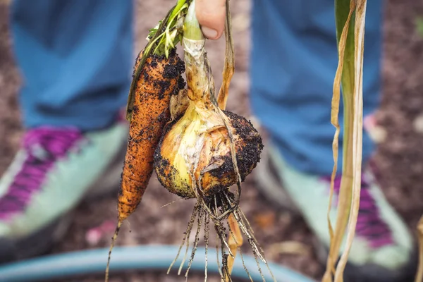 Bio Autarkie Mit Hochbeet Möhre — Stockfoto