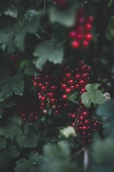 Frische Bio Ernte Rote Johannisbeere — Stockfoto