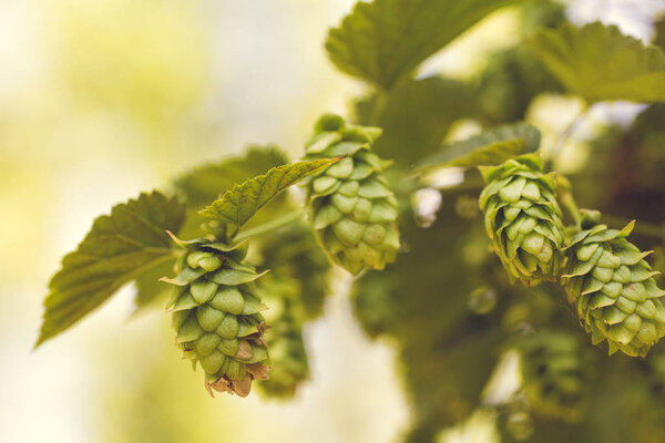 fresh bio hop farming beer brewery
