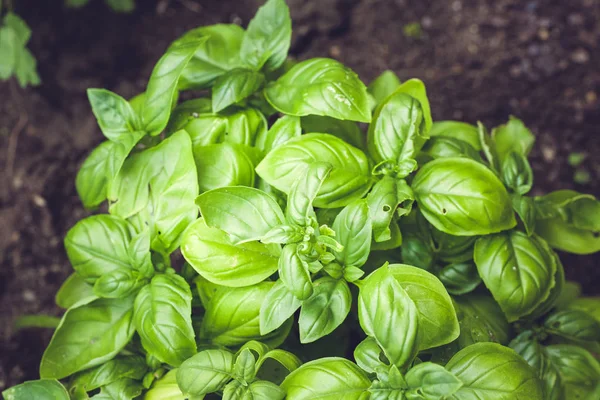 biyo kendi kendine yeterlilik Bahçe otlar