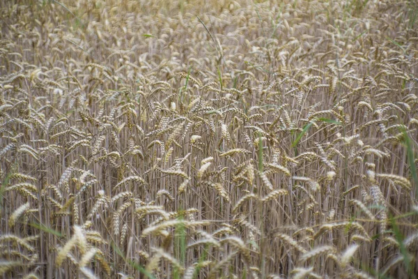 Frischer Anbau Von Bio Getreide — Stockfoto