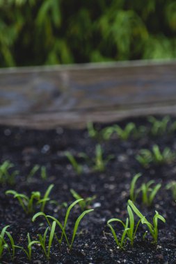 Biyo ekimi yatak ev büyüdü büyüdü