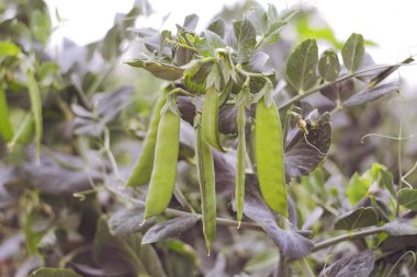 Biyo ekimi yatak ev büyüdü büyüdü