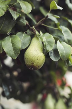 kırpma eski dayanıklı sıralama