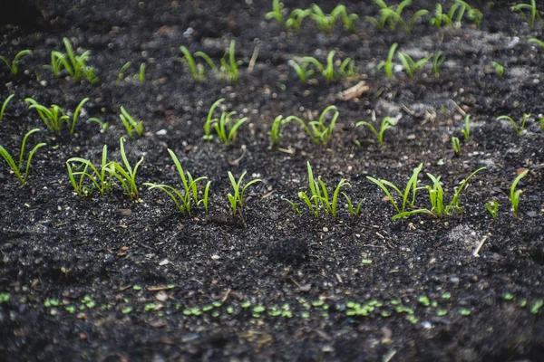 Bio Anbau Hochbeet Selbst Angebaut — Stockfoto