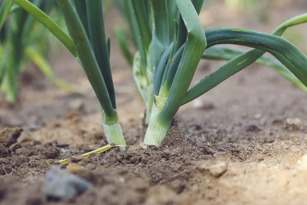 Biyo ekimi yatak ev büyüdü büyüdü