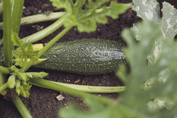 yükseltilmiş yatak ile Bio kendi kendine yeterlilik