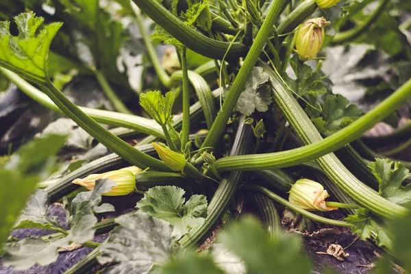 yükseltilmiş yatak ile Bio kendi kendine yeterlilik