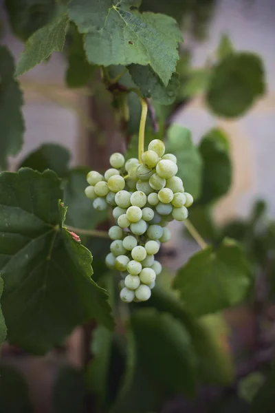 Fresh Bio Controlled Farming Yineyards Stock Picture