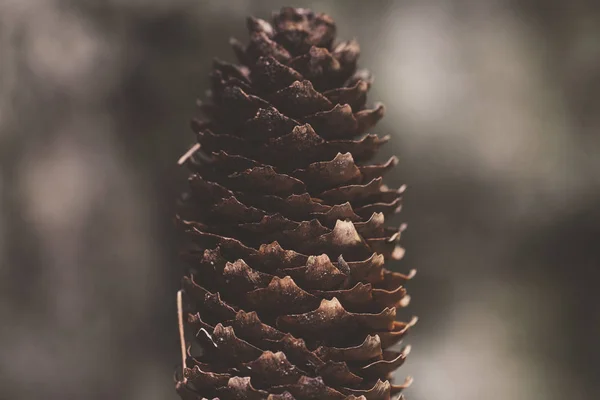 Cones Abeto Lumberjack Natural — Fotografia de Stock