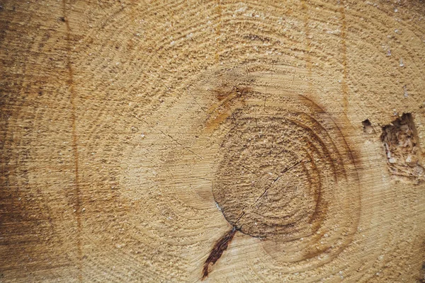 木こりが薪年輪を硬化 — ストック写真