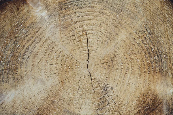 木こりが薪年輪を硬化 — ストック写真