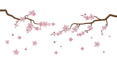 Beyaz arkaplanda izole edilmiş Sakura çiçekleri, vektör illüstratörü