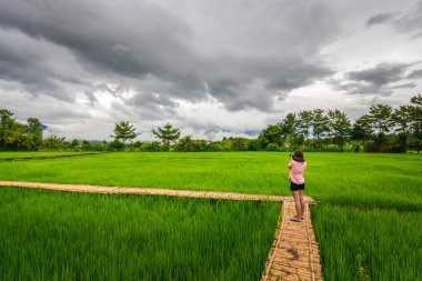 Asyalı kız turist Pua. bölgede, Nan Tayland pirinç alanındaki bambu köprüde fotoğraf çekme