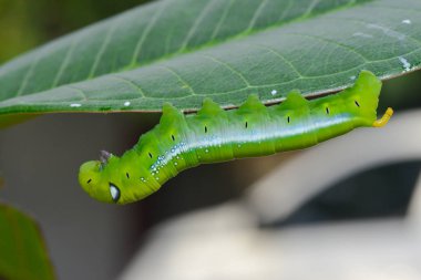 Yeşil ağaç yaprak solucan
