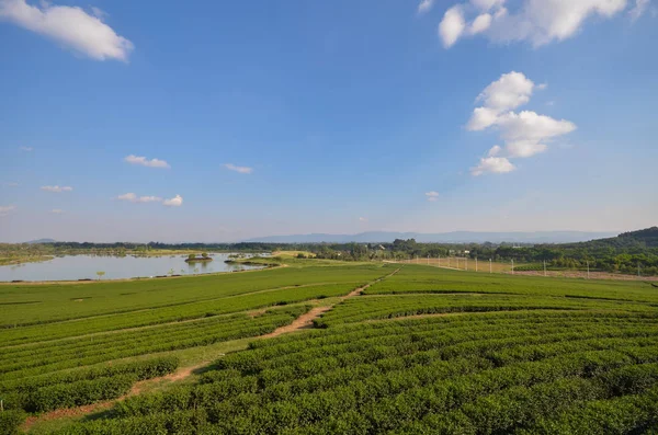Çay tarlaları ve güzel gökyüzü manzara
