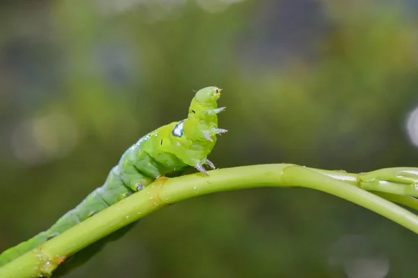 Grüner Wurm Auf Dem Baumblatt — Stockfoto