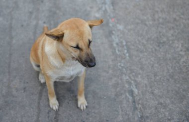 Köpek oturma pozisyonunda uyuyor