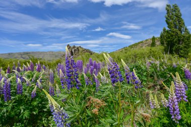Lupin çiçek Vadisi