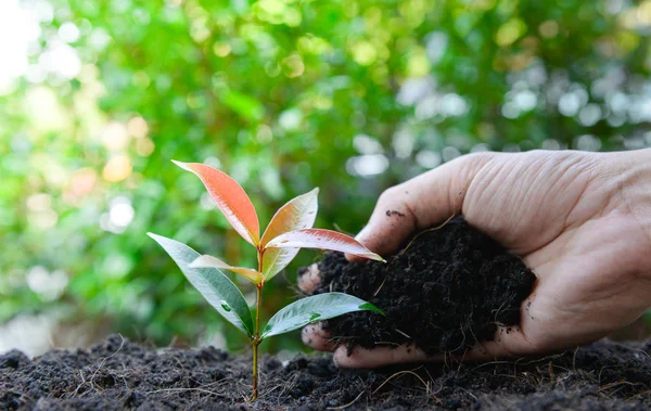 Close Van Menselijke Hand Het Planten Van Plant Grond — Stockfoto