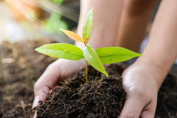 Close Van Hand Van Vrouw Het Planten Van Plant Grond — Stockfoto