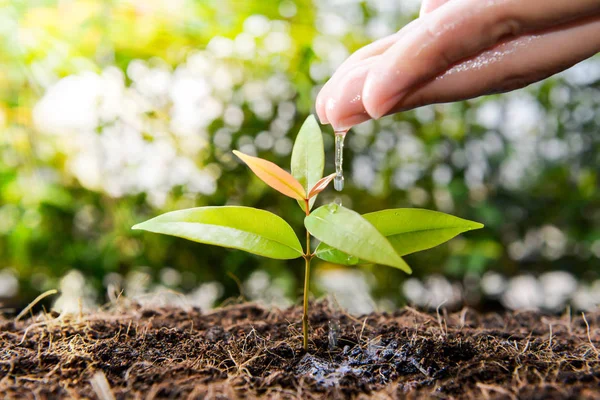 Menselijke Hand Plant Water Grond Met Leggen Van Zonlicht — Stockfoto