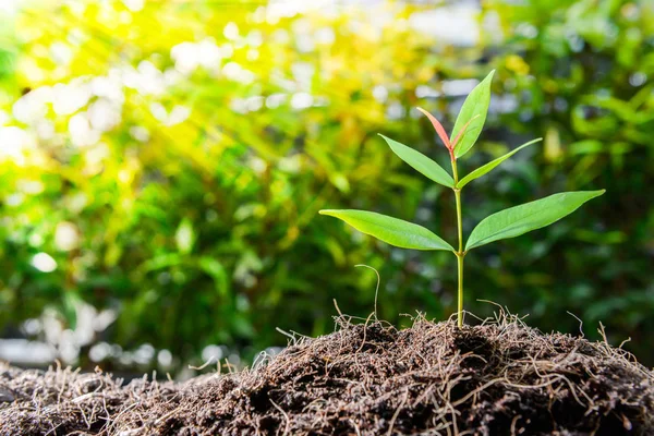 Plante Croissance Sur Sol Avec Rayon Soleil — Photo