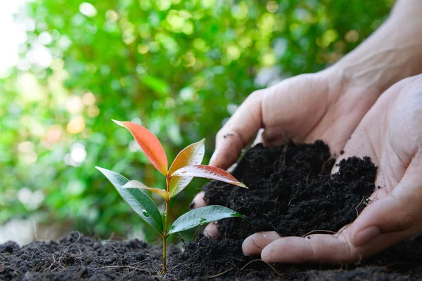 Man Hand Het Planten Van Plant Aan Bodem Met Zonlicht — Stockfoto