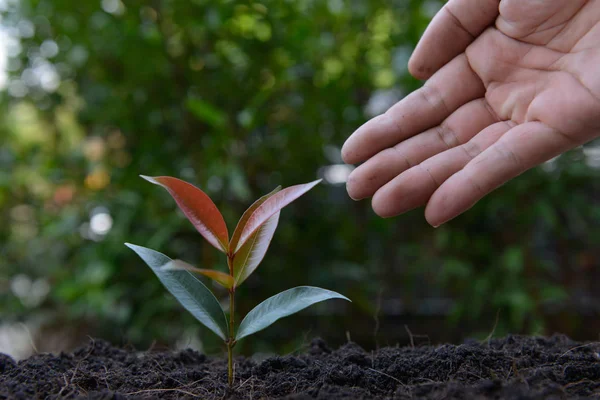 男の手は 植物を植えています — ストック写真