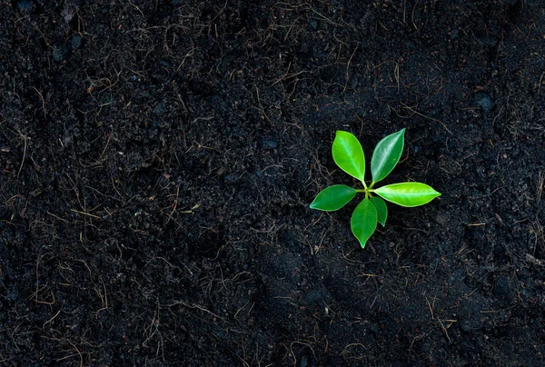 Jonge Planten Uit Bodem Bovenaanzicht Gloeien — Stockfoto