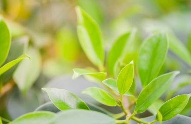 Doğa arka plan olarak yeşil bırakın yumuşak odak ile yakın çekim