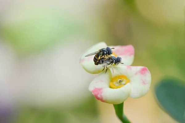 Twin bee is breeding on the flower