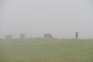 Yeni Zelanda'da siste çayırlar ve sürüleri