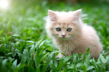 Sevimli küçük mavi gözleri çim kedi