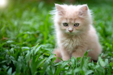 Sevimli küçük mavi gözleri çim kedi