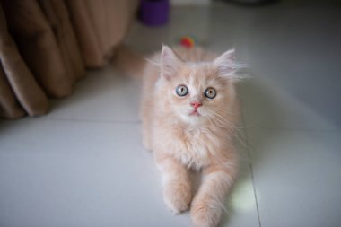 Sevimli küçük mavi gözlü kedi ev zemin yatıyor