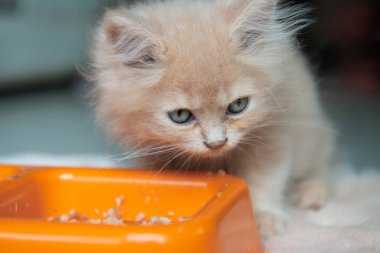 Sevimli küçük mavi gözleri kedi portakal kase gıda yeme