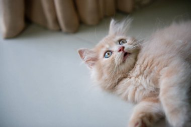 Sevimli küçük mavi gözleri kedi yerde döşeme