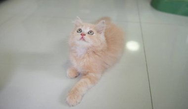 Turuncu bebek kedi yerde yatıyor