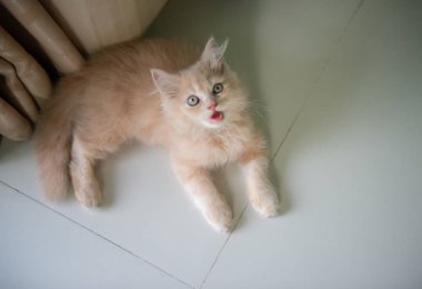 Kedi yerde yatıyor.