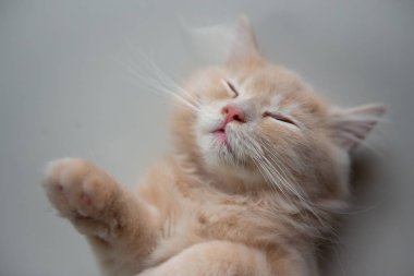 Sevimli kedi yerde uyku yatan