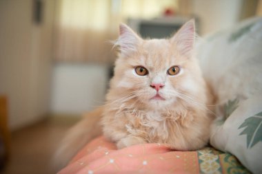 Turuncu sevimli kedi yatakta yatıyor