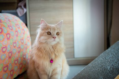 Tedavi turuncu sevimli kedi yakın yere oturuyor