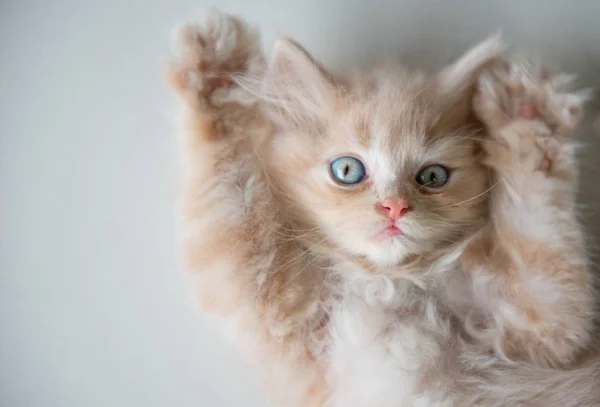 Симпатичні маленькі блакитні очі кіт лежить на підлозі — стокове фото